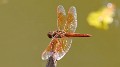 J19_9058 Brachythemis contaminata male